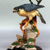 Willington peregrine
